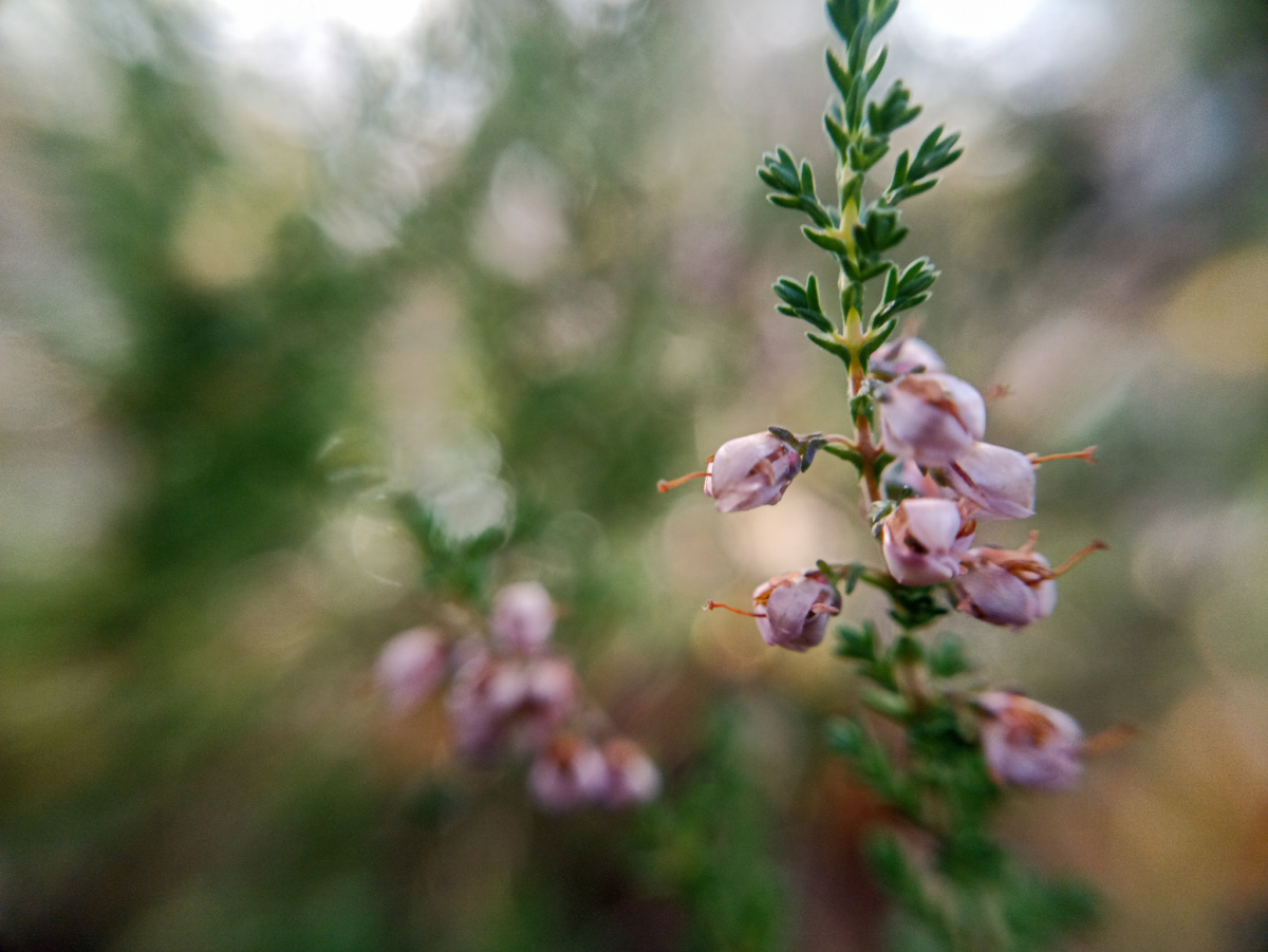 Вереск обыкновенный