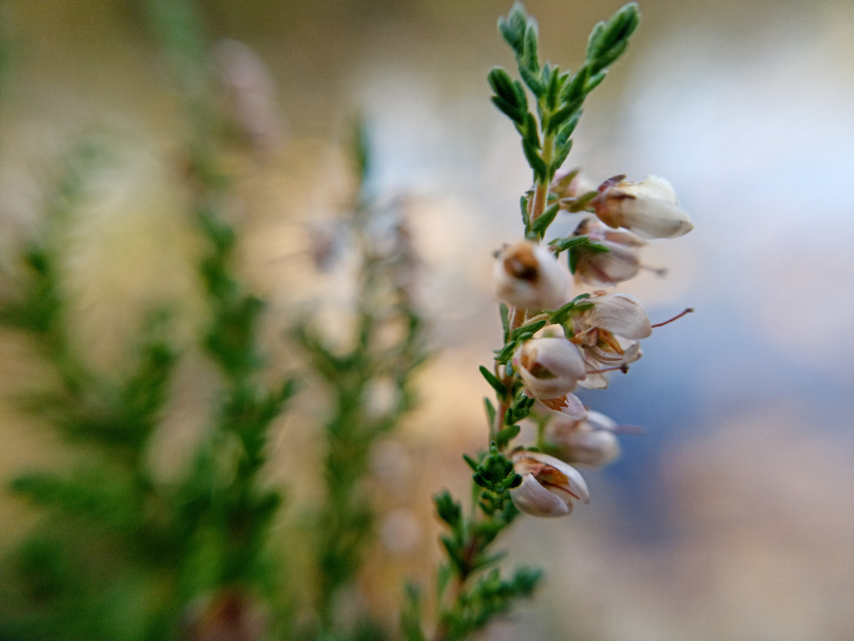 Вереск обыкновенный