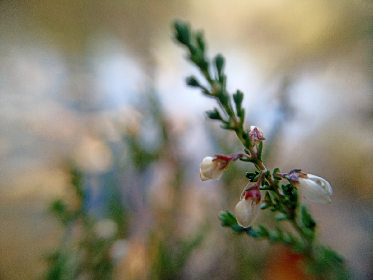 Вереск обыкновенный. Листайте галерею