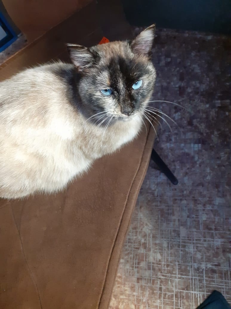 Временно забрали с улицы, но может оказаться снова в сугробе если не вывезти