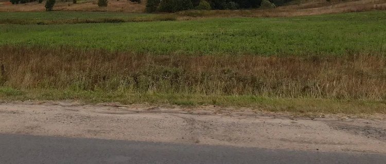    Зима плюс 15 в Ставропольском крае побудила зимнего зернового клеща к прожорству