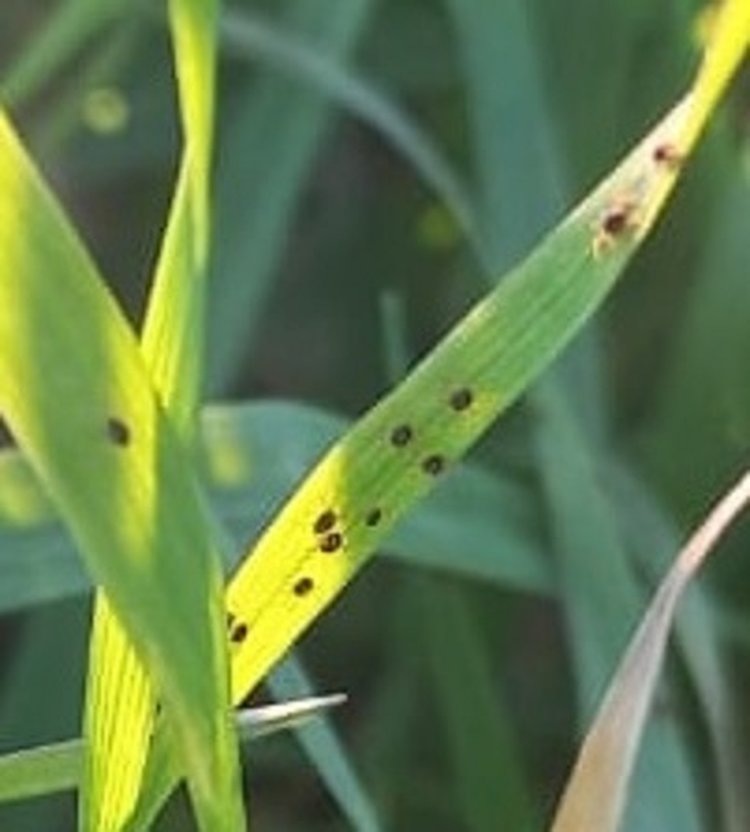     Зима плюс 15 в Ставропольском крае побудила зимнего зернового клеща к прожорству
