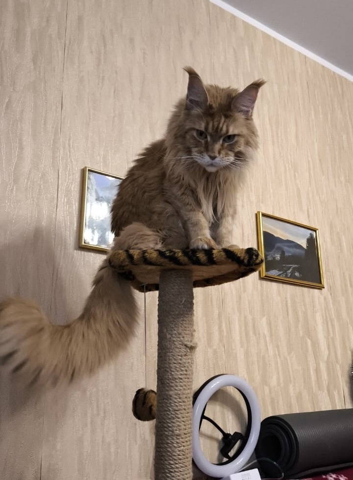 Настоящий львенок 🦁