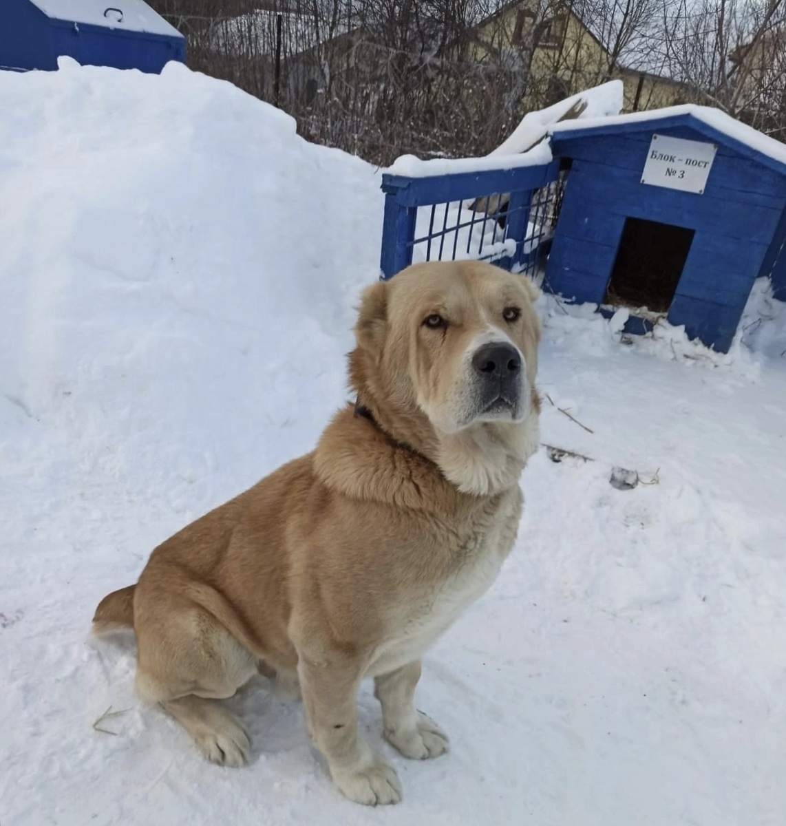 У него есть 14 дней, а может быть и меньше.