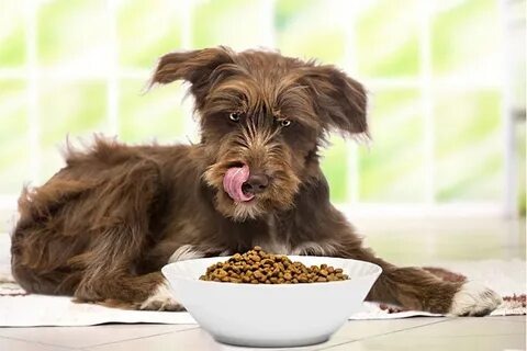 Собака и корм. Фото из свободных источников для иллюстрации статьи. 