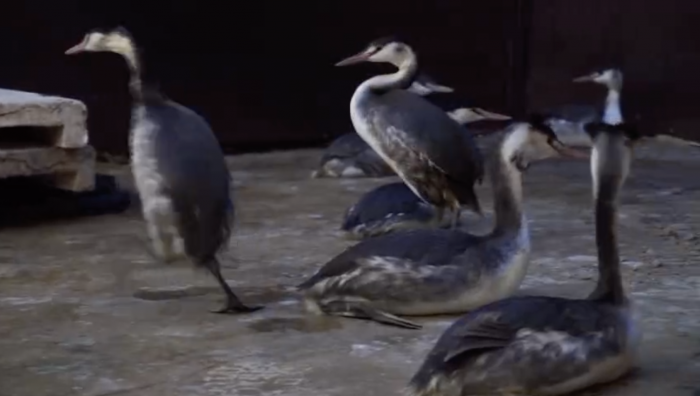    оперативный штаб Краснодарского края