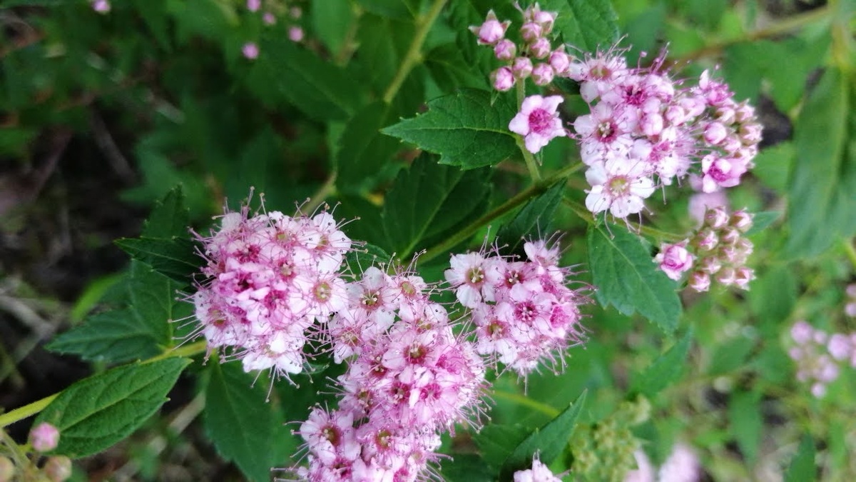 Спирея — это прекрасный декоративный кустарник, который может стать украшением любого сада. Большинство её видов не требовательны к условиям выращивания и почве, а также не нуждаются в зимнем укрытии.

Цветущие спиреи — это настоящее чудо природы. Они могут радовать нас своими красками как весной, так и летом. Летние виды способны дважды за сезон украсить сад своим пышным цветением, особенно если их своевременно подстричь.

Одним из самых оригинальных летних цветущих видов является спирея японская сорта 'Little Princess'.

Прежде чем углубиться в её описание, давайте вспомним о классификации спирей и их основных характеристиках. Спирея (Spiraea) — это род листопадных декоративных кустарников, принадлежащий к семейству Розовые (Rosaceae).

'Little Princess' — это карликовый сорт спиреи японской (Spiraea japonica), высота которого во взрослом состоянии не превышает 60 см, а ширина может достигать от 80 до 120 см.

Особенностью этого сорта является плотная крона полушаровидной формы, которая не характерна для вида. Растёт он медленно, годовой прирост составляет всего 10-15 см. Листья мелкие, сочные, зелёного цвета, ланцетные и заострённые, расположены поочередно. Осенью их цвет меняется на жёлто-оранжевый.

Это неприхотливый кустарник, способный адаптироваться практически к любым условиям произрастания (в разумных пределах). Живёт он до 30 лет. Хорошо переносит морозы и без укрытия выдерживает до –28°С. Засухоустойчив, что делает его идеальным для городского озеленения.