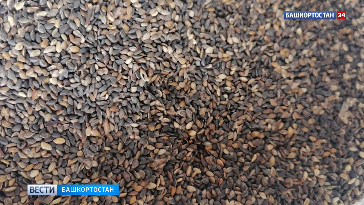    В 2024 году в Башкирии заготовили четыре тонны семян деревьев