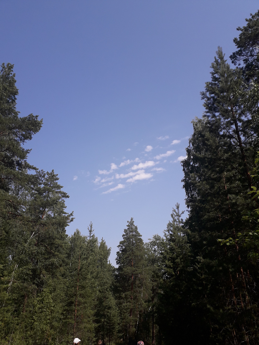 Марийский лес