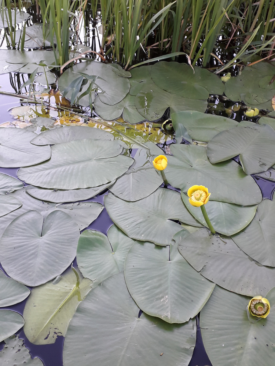 Кубышка желтая на реке Малая Кокшага