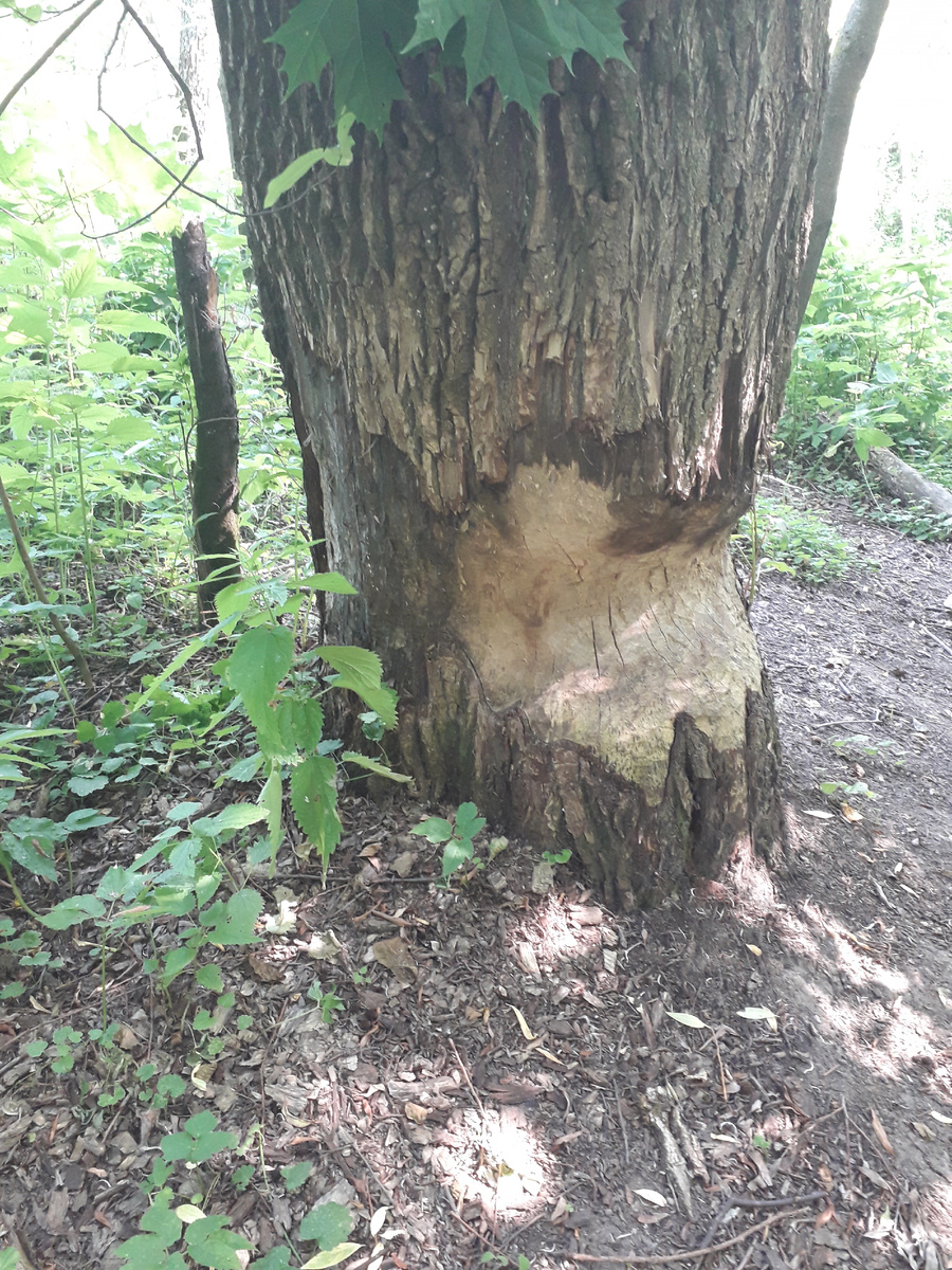 Здесь был бобер