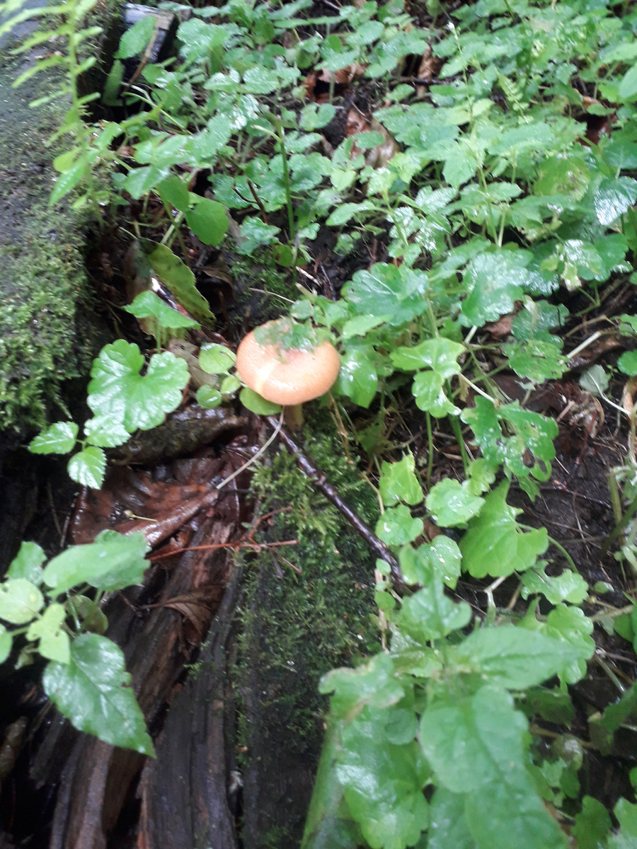 Марийский гриб