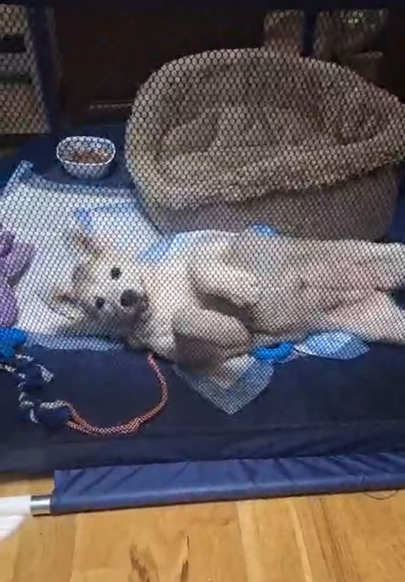 Севиль дома :)