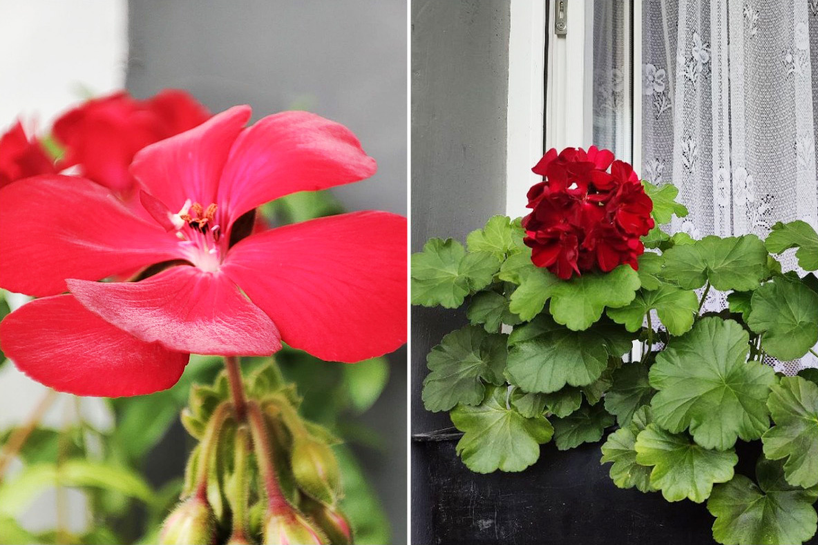 Даже привычная зональная герань может украсить дом снаружи и изнутри. Источник: личный архив Анны Молчановой📷
