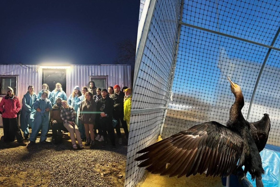    Краснодарских мазутных птиц доверяют ставропольским волонтерам. Фото: центр реабилитации хищных птиц «Пеликан»