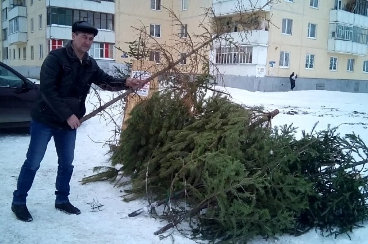    Большая часть людей — 37% — просто выбросила ель на помойку.