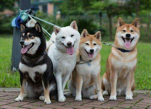 Чёрно-рыжая,белая,2 рыжевато-белые.    (1.)