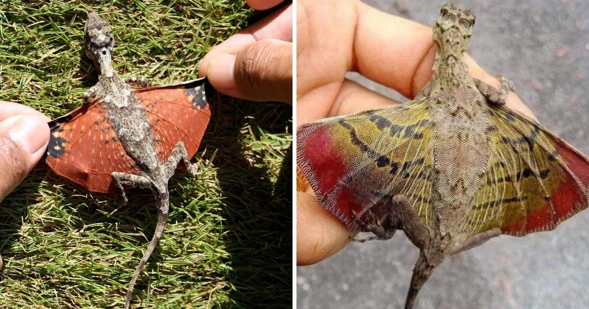 Biophilia curiosus / National Geographic