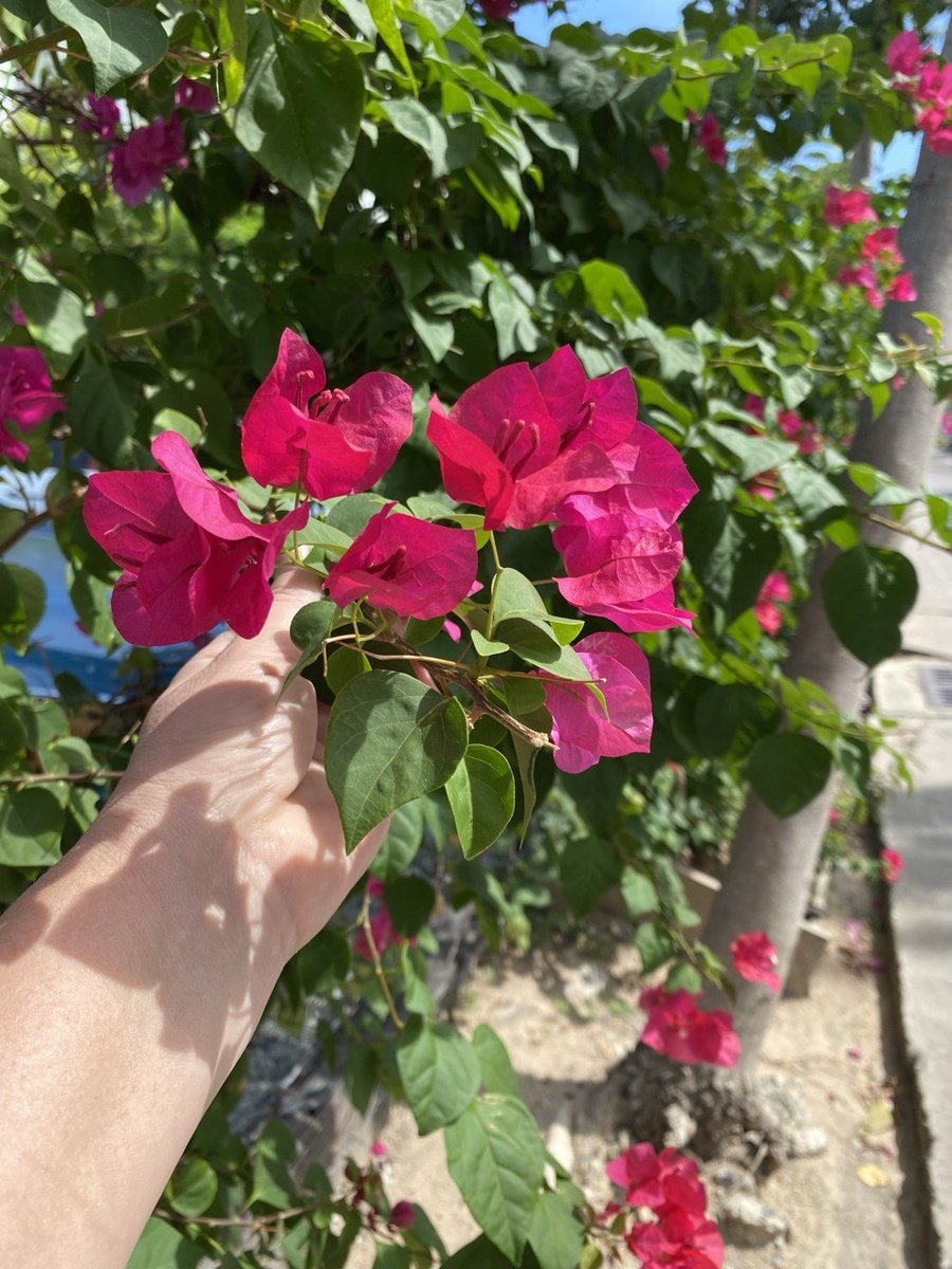 Оказывается, это цветущая лиана, а не дерево!