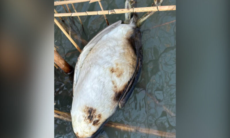    Фото t.me/krd_exp