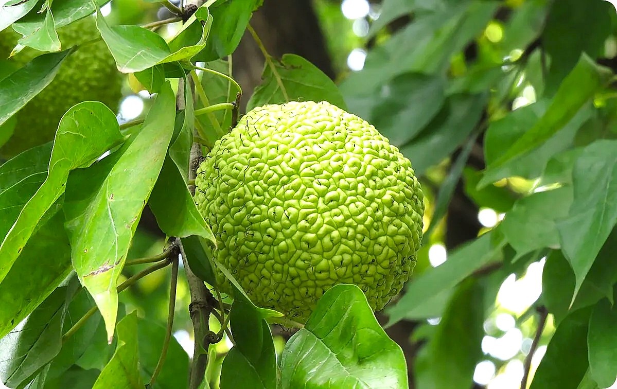 Народная Медицына 2