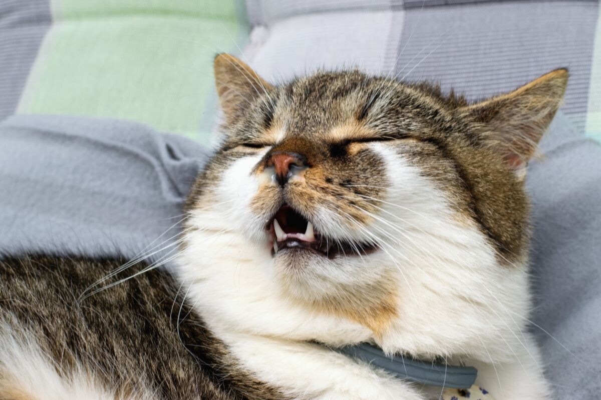 Аллергия у кошки