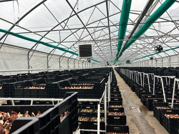    Тамбовское тюльпановодство в теплицах процветает