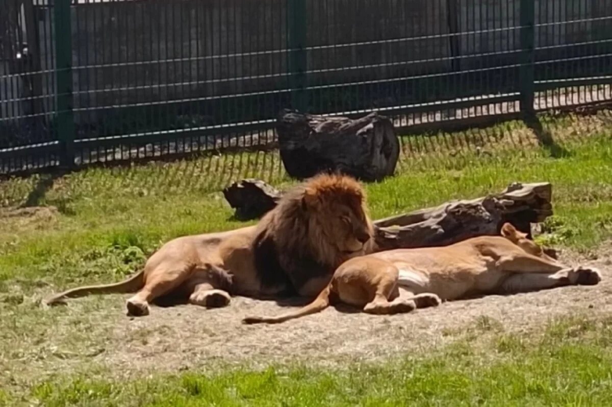    В Пензенском зоопарке объяснили причины повышения цен на входные билеты