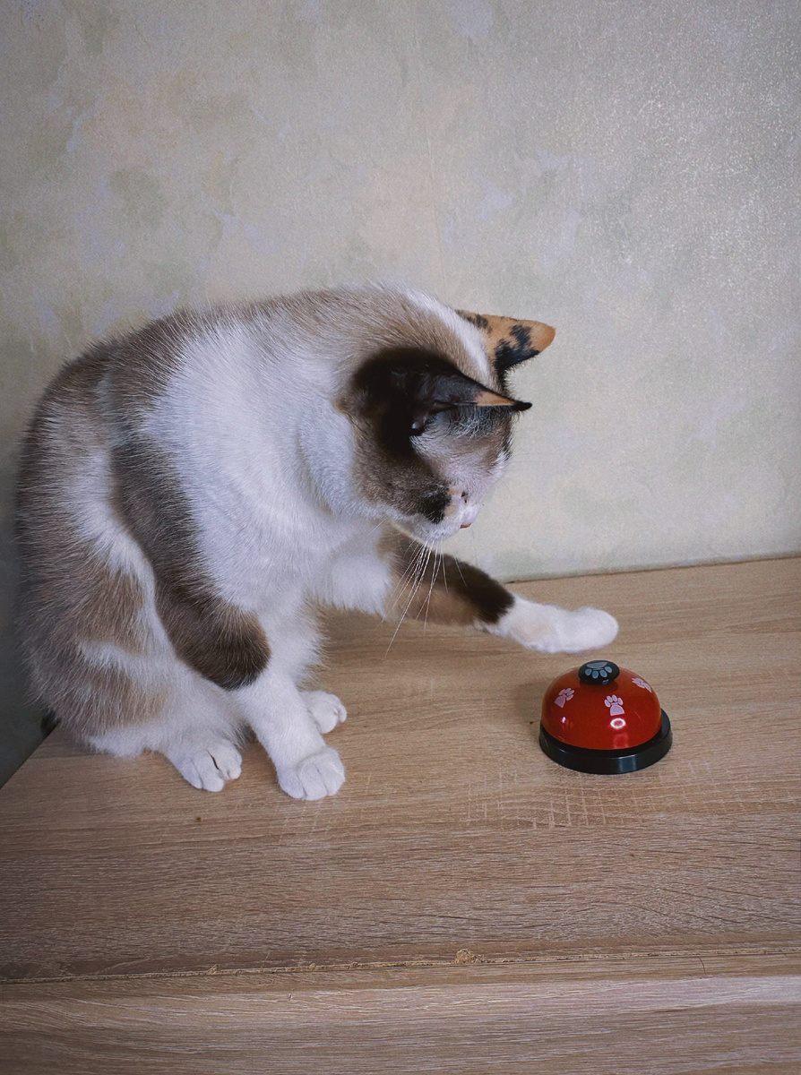 Фото автора. Моя кошка Сима звонит в звонок по команде