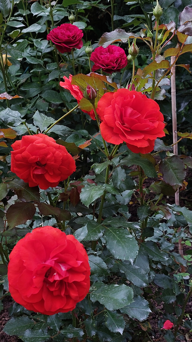 Ремембранс. Флорибунда