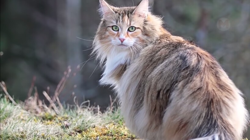 источник фото: https://s9.travelask.ru/system/images/files/001/524/678/wysiwyg_jpg/23-03-2022_12-11-23.jpg?1648027554