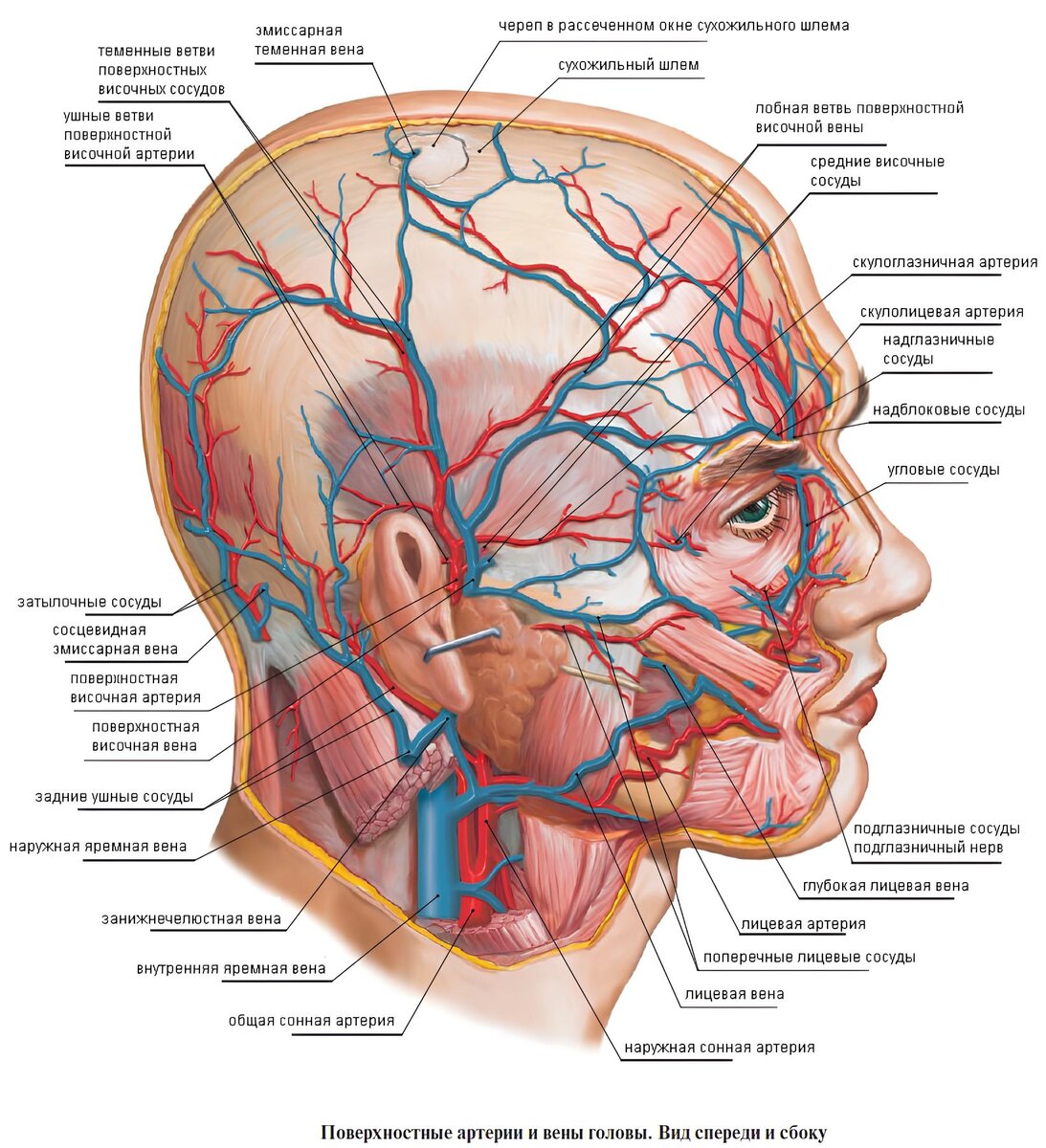 Поверхностные артерии и вены головы.