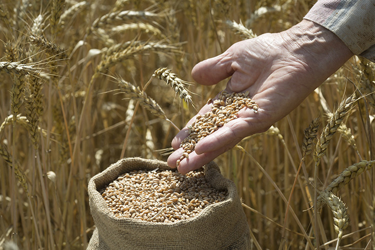 Голосовать!Цены на зерно на критическом уровне
