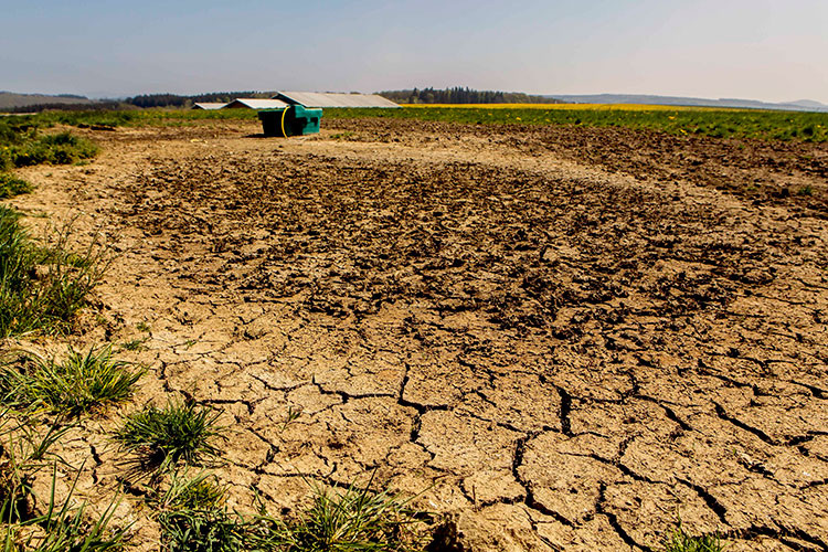 Голосовать!Сначала засуха засушила, потом дожди подмочили
