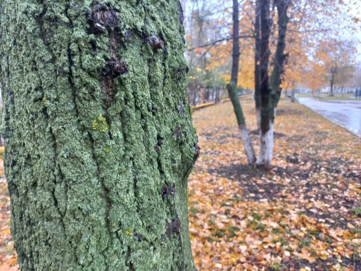 Фото автора.