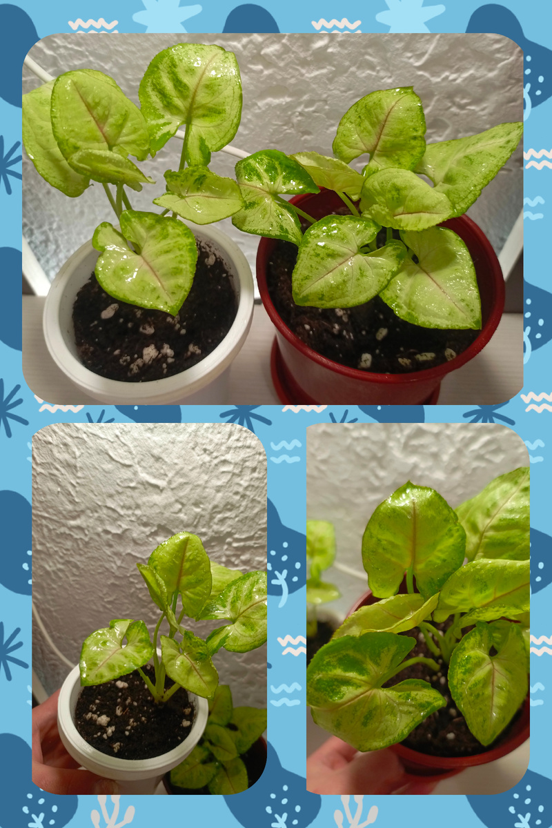 Сингониум Манго аллюжн