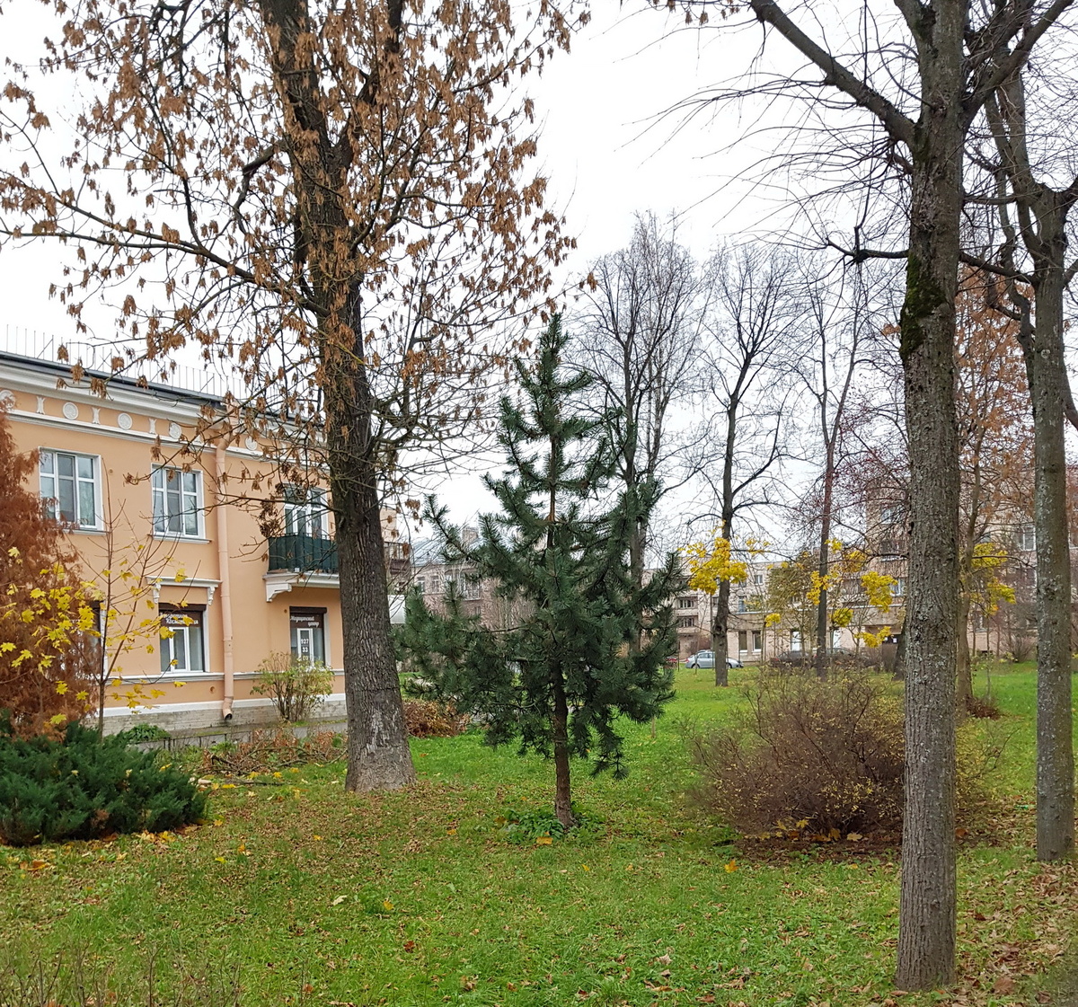 Неожиданная "встреча" на улицах Пушкина. Сосна крючковатая (лат. Pinus uncinata) - 26 октября 2021 года.