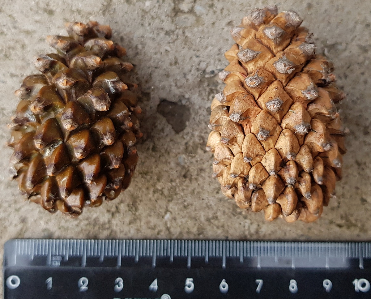 Интригующие шишки.