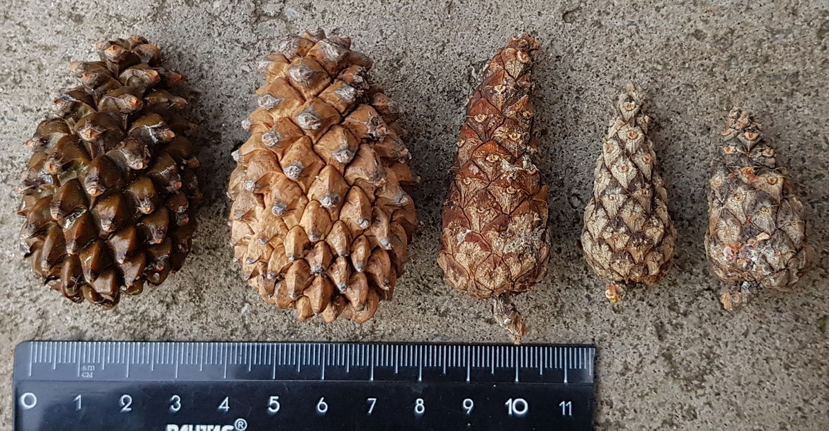 Справа: 3 шишки сосны обыкновенной (лат. Pinus sylvestris).