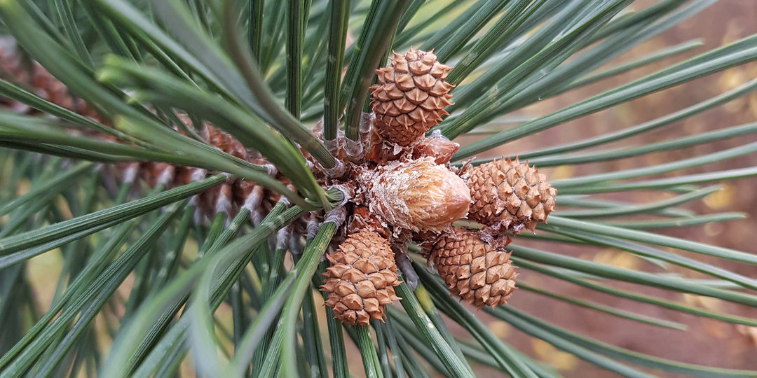 Сосна крючковатая (лат. Pinus uncinata) - выращивание из семян. Начало.