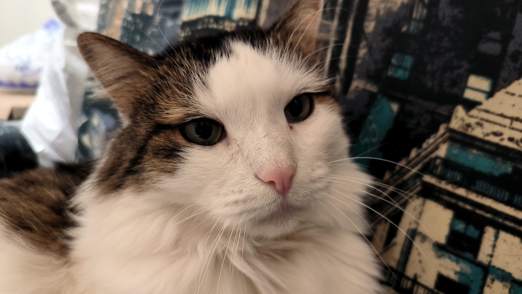    Maksim Konstantinov/Global Look Press