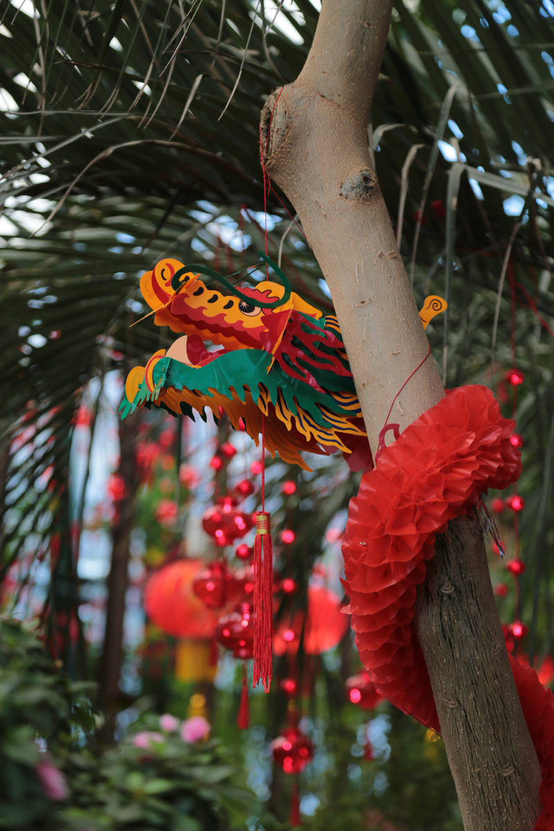 Дракон . Фото автора 