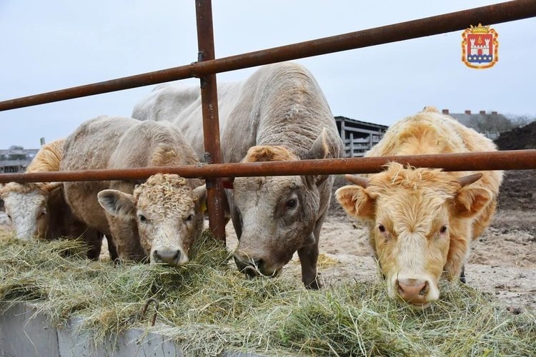    В России вступили в силу серьезные изменения в области племенного животноводства