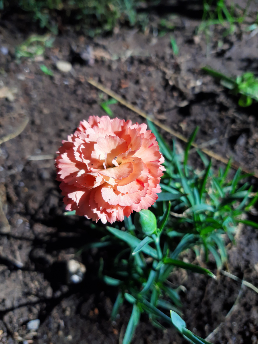 Гвоздика Шабо