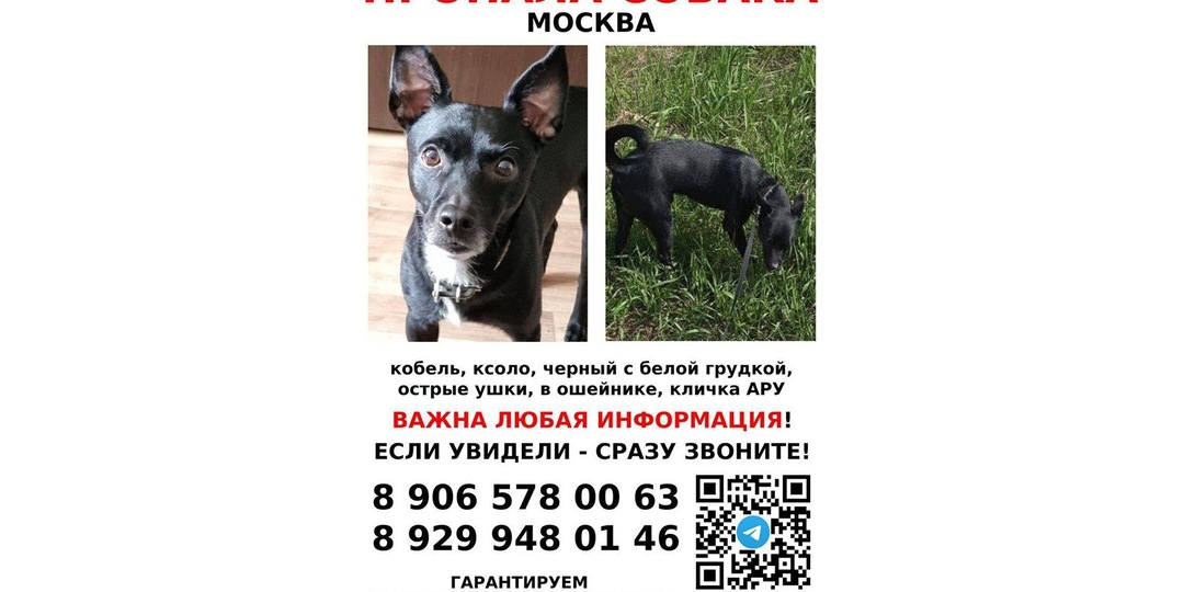 В Москве ищут собаку породы ксоло, пропавшую при перевозке