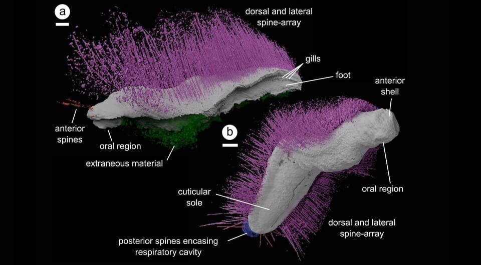   Mark D. Sutton et al. / Nature, 2025