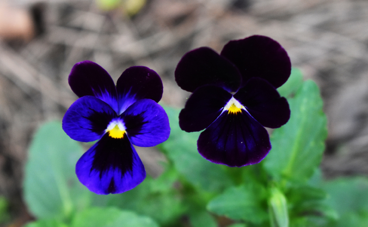 "Черные" виолы. Правда, больше получилось просто фиолетовых. Что меня вполне устроило