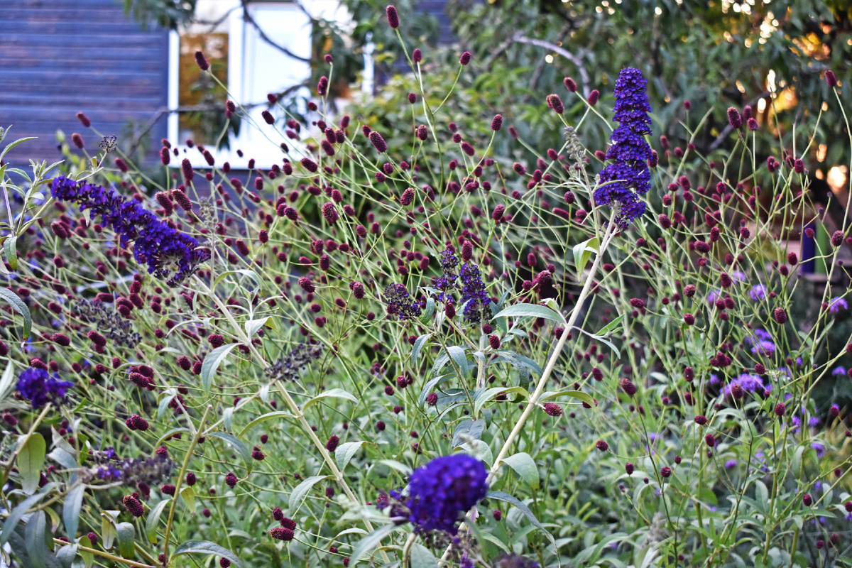 Буддлея "Black Knight" потерялась даже на фото.