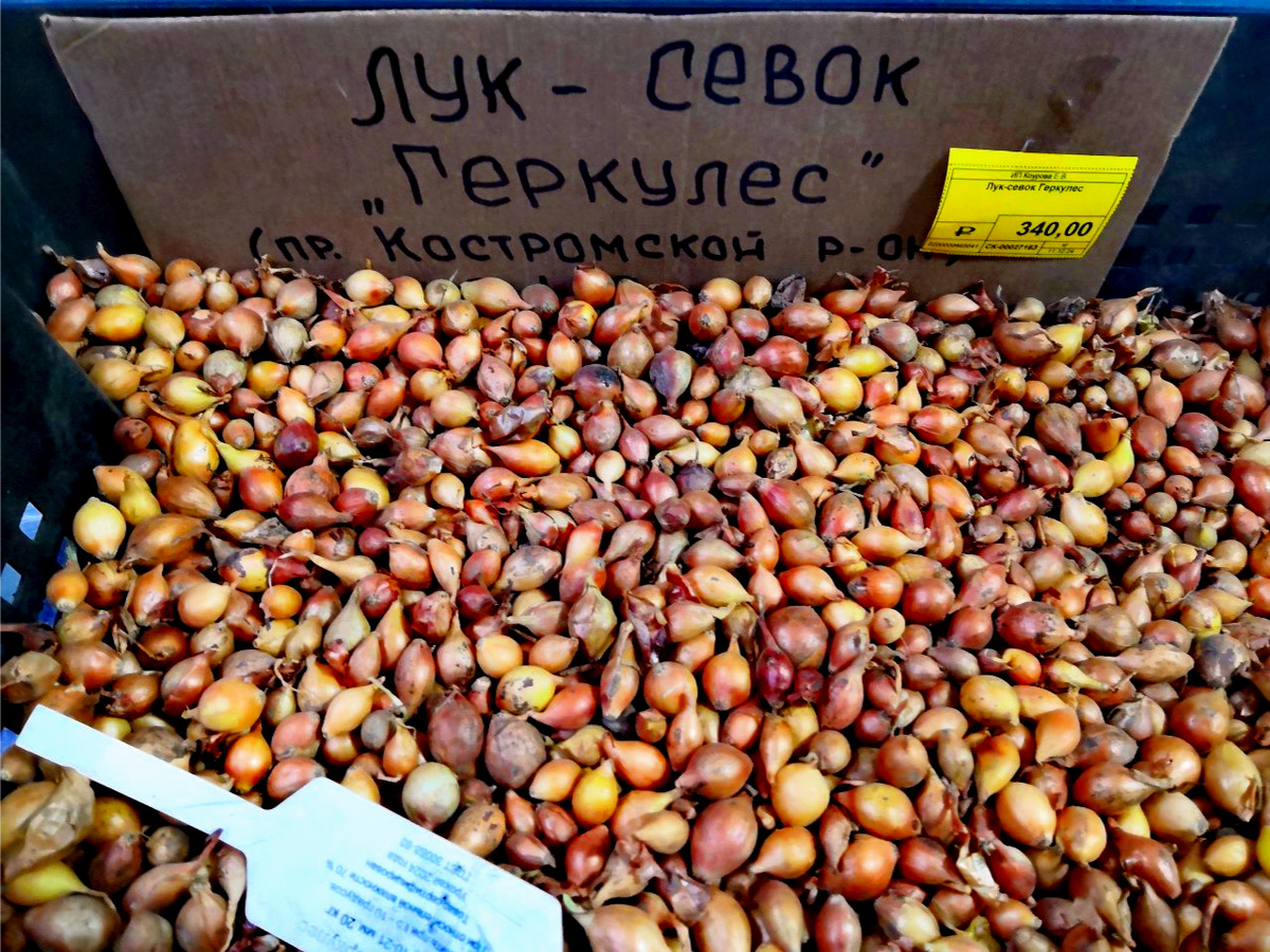 Вот так выглядит посевной материал в одном из магазинов