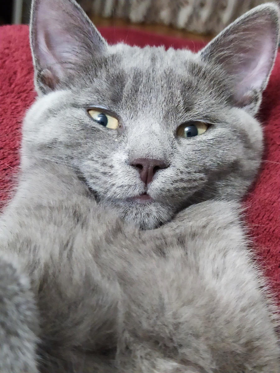 Кошка гипердонор